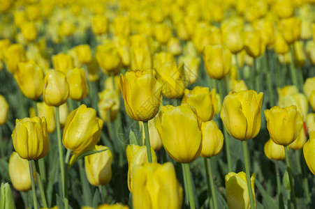 荷兰国花郁金香背景图片