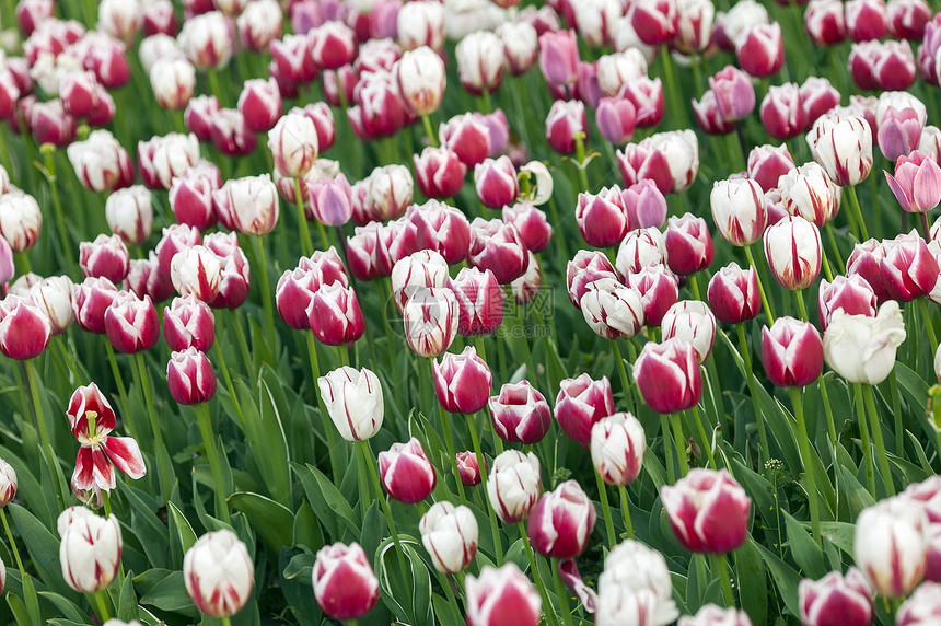 荷兰国花郁金香图片