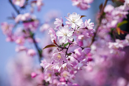 垂丝海棠春天垂筒花高清图片