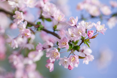 垂丝海棠海棠花垂筒花高清图片