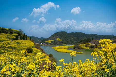 徽州油菜花安徽古徽州新安江清明时节风光背景