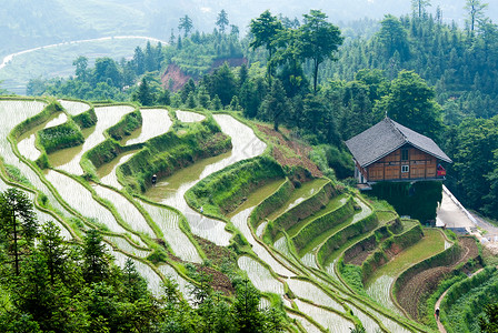 湖南农业湖南紫鹊界梯田风景背景