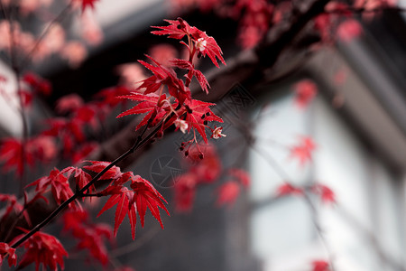 红枫枫树高清图片素材
