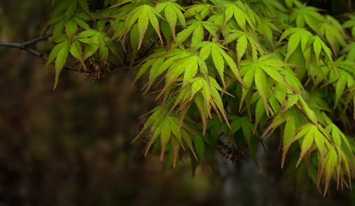 枫叶背景图片