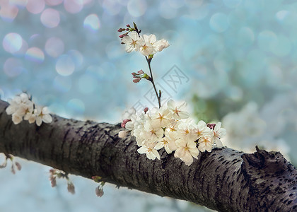 白色花枝春天里的梦幻樱花背景