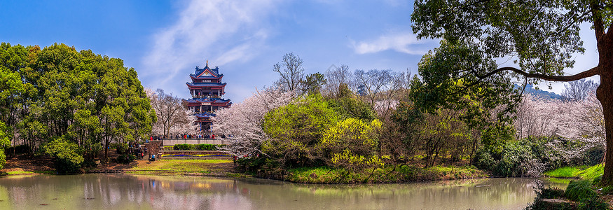 弱电井鼋头渚的浪漫樱花谷全景接片背景