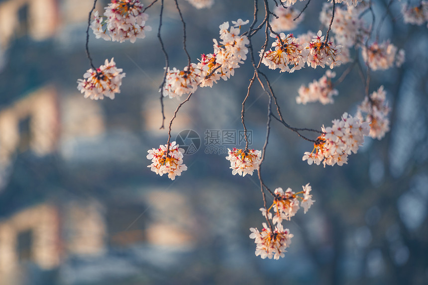 古建与樱花图片