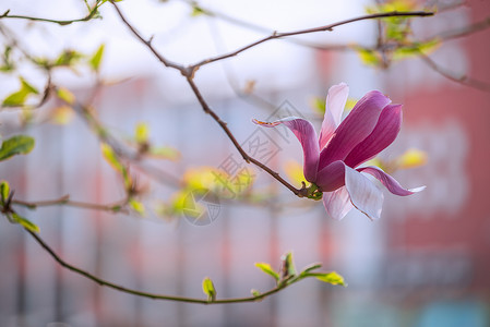 红色花卉插图玉兰花开背景