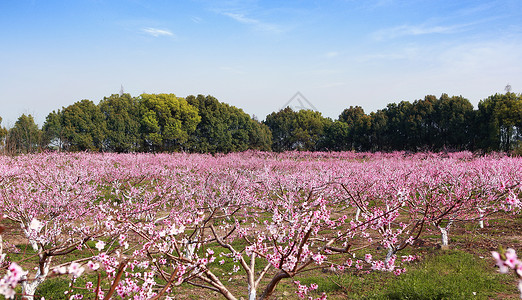 手绘清明时节桃花朵朵开背景