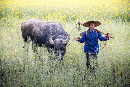 春耕牛图大照片高清图片