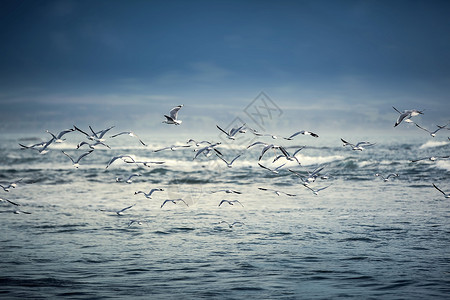 新西兰海鸥飞过海面风光高清图片素材