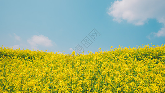 油菜花油画油菜花背景