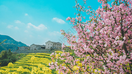 春天带桃花桃花油菜花梯田背景