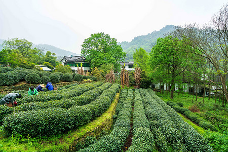 绿色茶山茶园图片