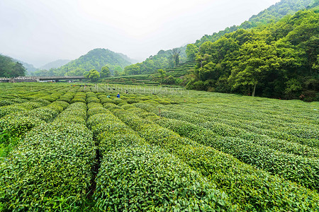 绿色茶山茶园背景图片