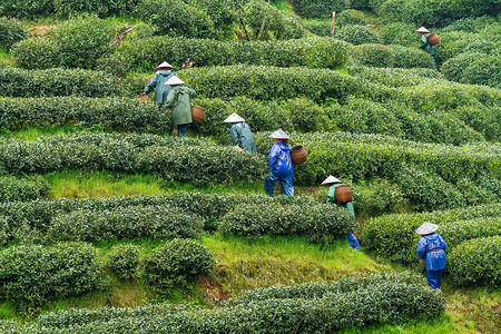 绿色茶山茶园图片