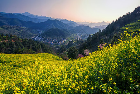 黄色花卉盆栽乡野山间的油菜花海与村庄背景