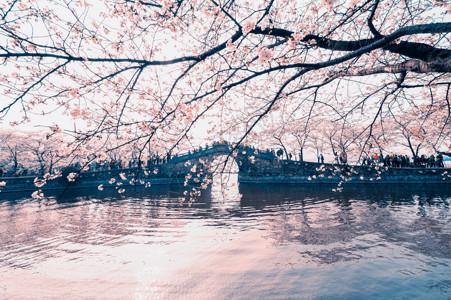 花开海报无锡 鼋头渚樱花背景