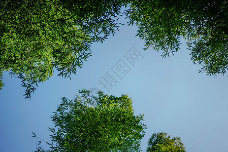 竹林背景图片