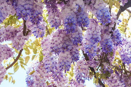 紫色罗兰花花卉紫藤花开背景