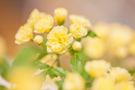 黄花与芽重瓣黄木香花背景