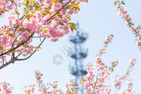 浪漫樱花近景图片