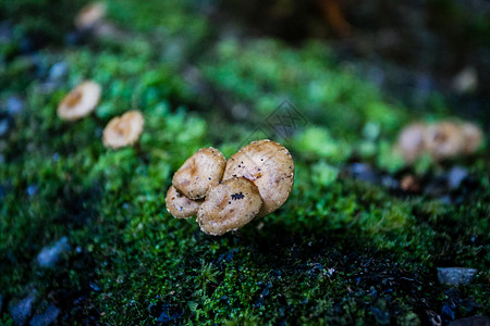 蘑菇落叶和白蘑菇高清图片