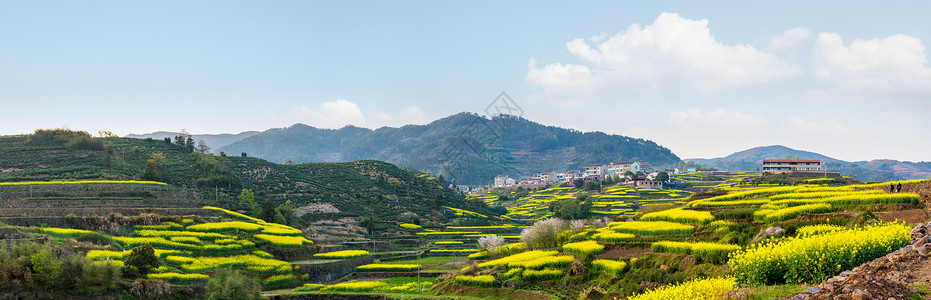 山村田野开满油菜花的山村背景