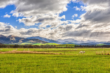 蓝天白云下的新西兰牧场风光高清图片