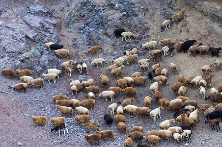 新疆戈壁羊群背景图片