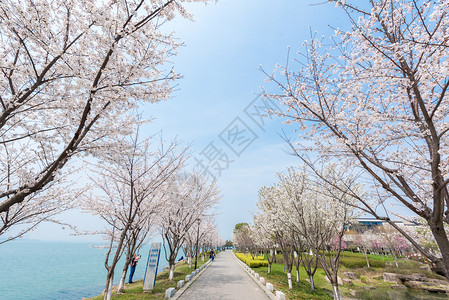 樱花湖苏州独墅湖春季风光背景