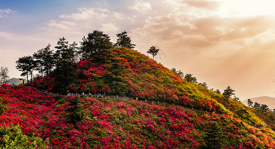 勒杜鹃武汉云雾山杜鹃花风光背景