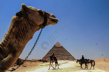 埃及骆驼埃及开罗金字塔背景