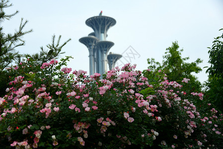 粉色花草花纹奥林匹克森林公园背景