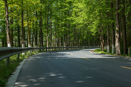 夏天树林间的公路背景图片