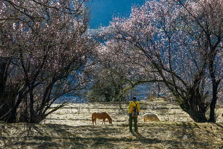 林芝桃花西藏风景高清图片