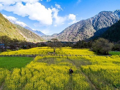 西藏林芝油菜花田蓝天白云风景高山高清图片素材