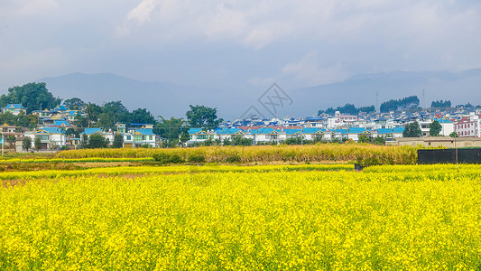 云南大理乡村油菜花旅行高清图片素材