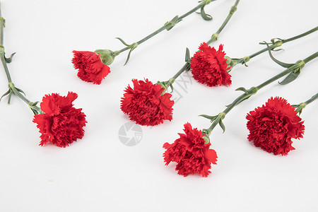 红色康乃馨花卉红色康乃馨背景