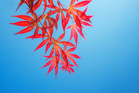 红叶叶子高清图片素材
