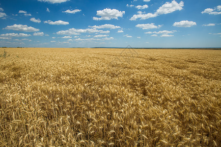 金色麦子蓝天白云下的金色麦田背景