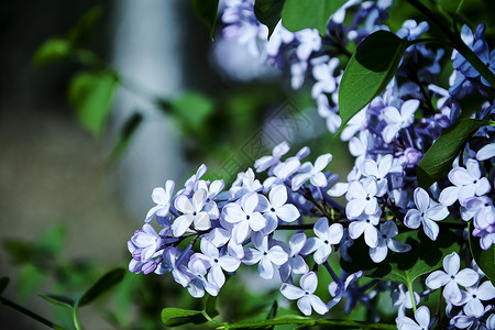 春夏丁香花背景