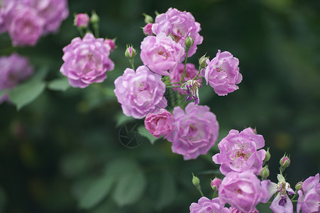 夏天盛开的蔷薇花背景图片