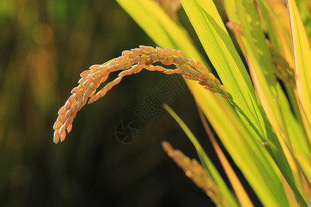 稻花香水稻芒种时节水稻背景