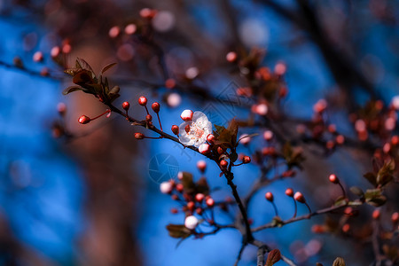 武汉梅花城市公园的一支梅花背景