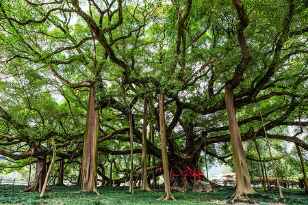 独木成林的大榕树高清图片