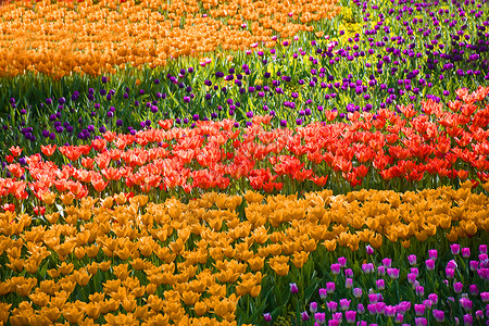 郁金香花丛郁金香花田背景