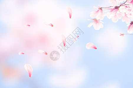 小清新樱花背景唯美樱花背景设计图片