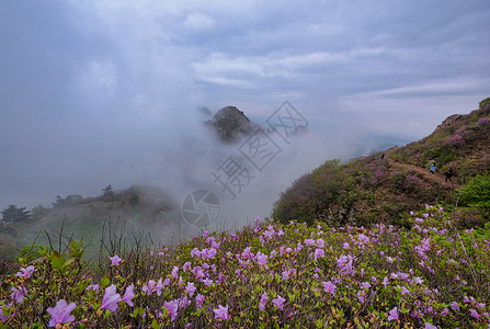 大黑山杜鹃花高清图片