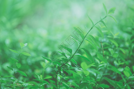 草发芽绿色小草生机勃勃背景